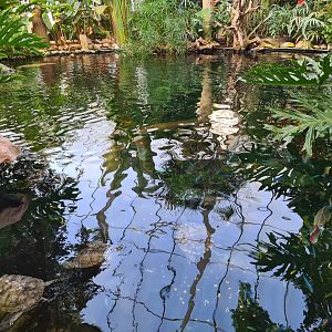 Tropical pond - Top view