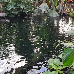 Tropical pond - Top view