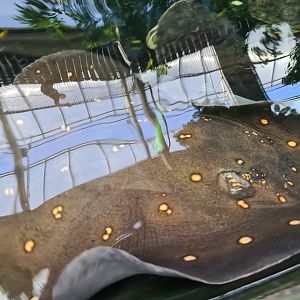 Tropical pond - Top view (Ocellate River stingray