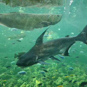Tropical pond - Paroon shark, Silver arowana