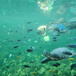 Tropical pond - Many species