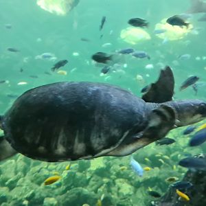 Tropical pond - Fly river turtle