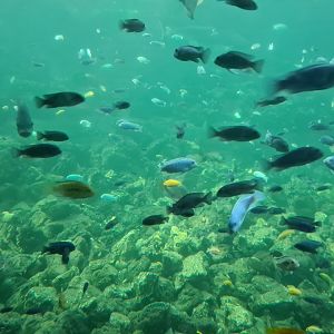 Tropical pond - Many cichlids