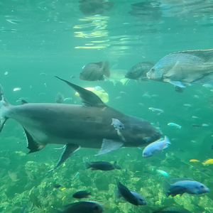 Tropical pond - Cichlids, Paroon shark