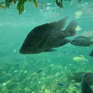 Tropical pond - Tanganyikan mouthbrooding cichlid