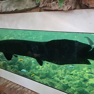 Tropical pond - Viewing window