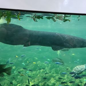 Tropical pond - Arapaima