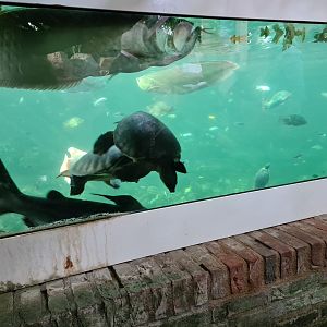 Tropical pond - Multiple species