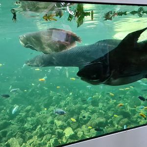 Tropical pond - The three giants