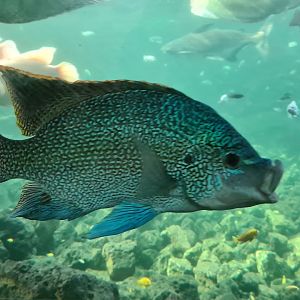 Tropical pond - Tanganyikan mouthbrooding cichlid