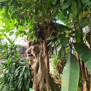 Second greenhouse - Cool tree