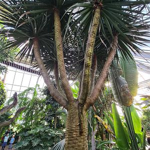 Second greenhouse - Cool tree