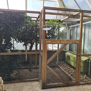 Second greenhouse - Toco toucan aviary