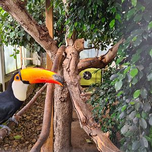 Second greenhouse - Toco toucan