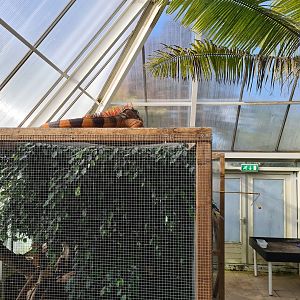 Second greenhouse - Green iguana on top of toucan enclosure