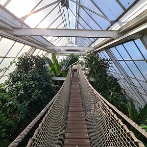 Second greenhouse - Hanging bridge