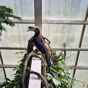 Sunda pied hornbill from bridge