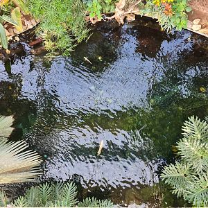 View of tropical pond from bridge
