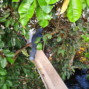 Victoria crowned pigeon from bridge