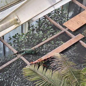 Green iguanas on top op toucan enclosure (as seen from bridge)