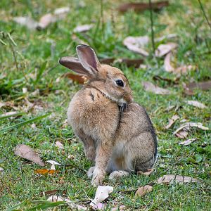 Wild European Rabbit at Taronga's Entrance