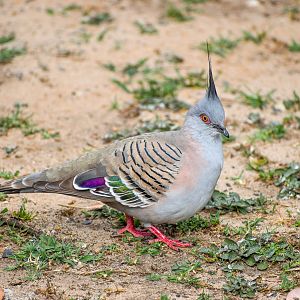 Crested Pigeon at Taronga's Entrance