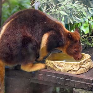 Goodfellow's Tree-Kangaroo