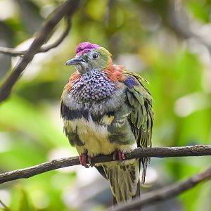 Superb Fruit-Dove