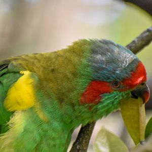 Musk Lorikeet