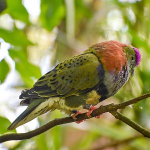 Booming Superb Fruit-Dove