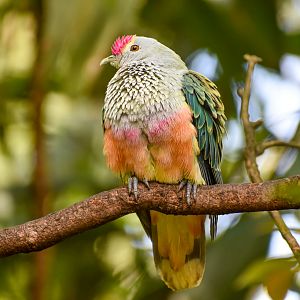 Rose-crowned Fruit-Dove