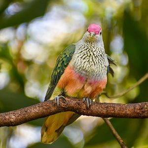 Rose-crowned Fruit-Dove