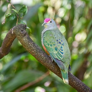 Rose-crowned Fruit-Dove