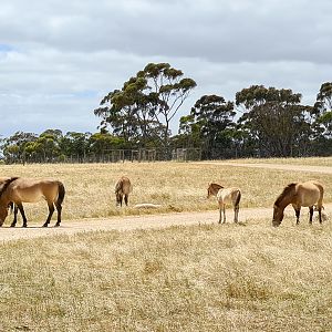 Przewalski’s Horse