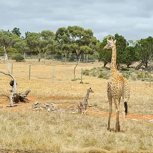 Newest giraffe - 8 weeks old