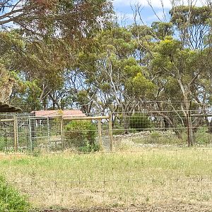 Cheetah on a hot tin roof
