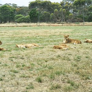 Lions and cubs