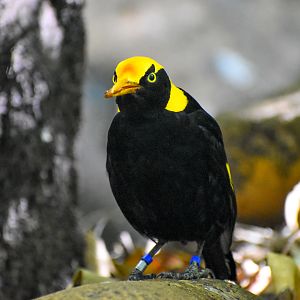 Regent Bowerbird