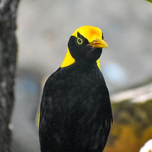 Regent Bowerbird