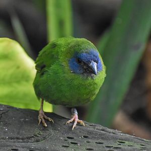 Blue-faced Parrotfinch
