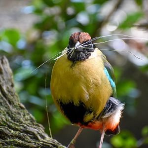 Noisy Pitta collecting nesting material