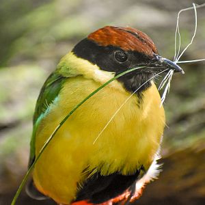 Noisy Pitta collecting nesting material