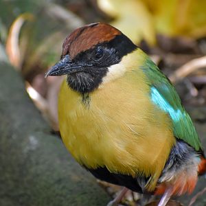 Noisy Pitta