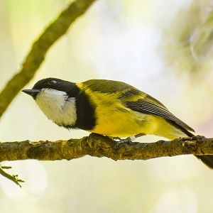 Australian Golden Whistler