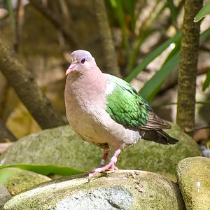 Pacific Emerald Dove