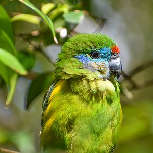 Double-eyed Fig-Parrot