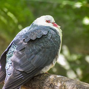 White-headed Pigeon
