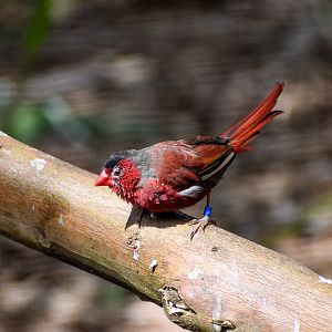 Crimson Finch