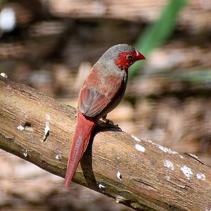 Crimson Finch