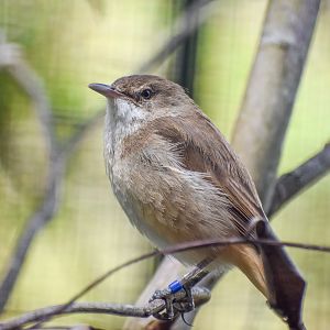 Australian Reed-Warbler